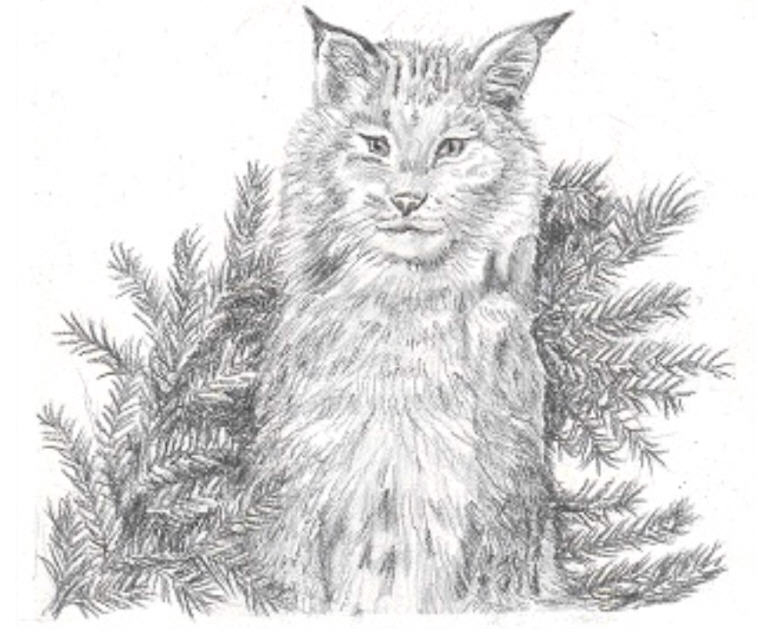pkEDlynx