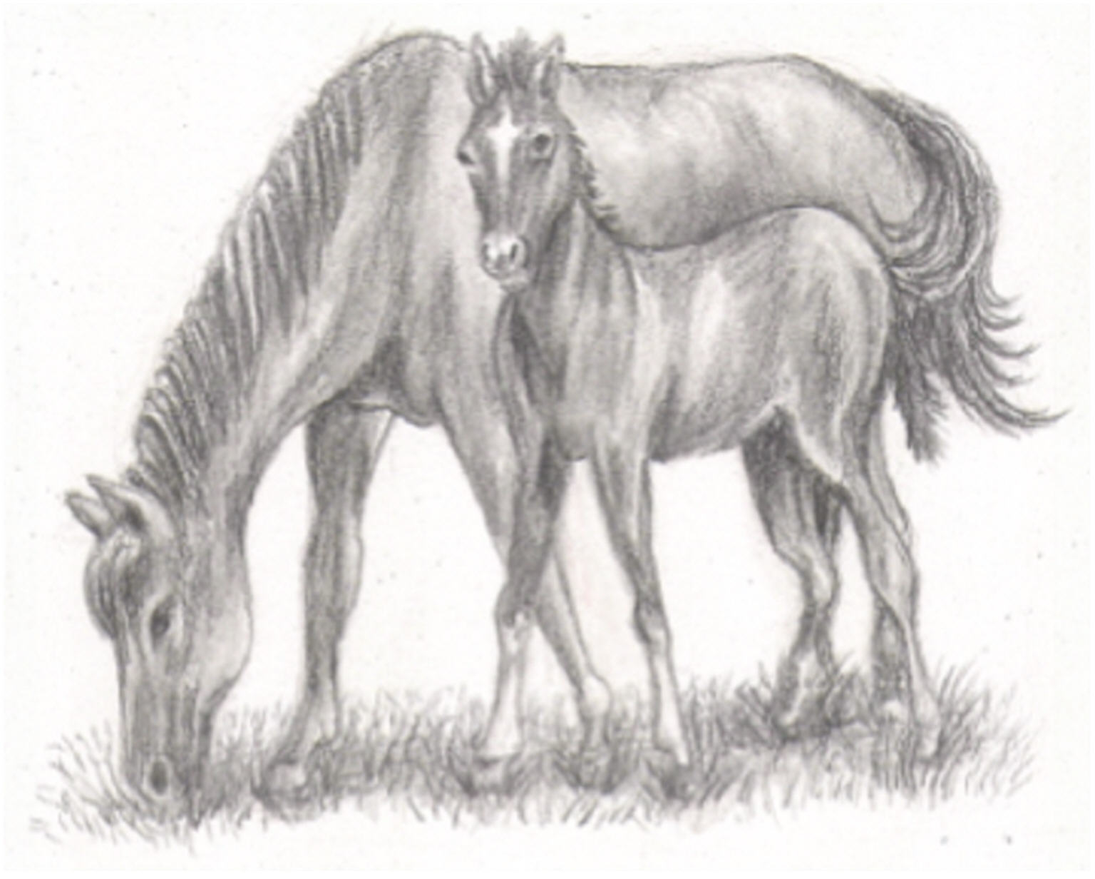 pkEDmarecolt